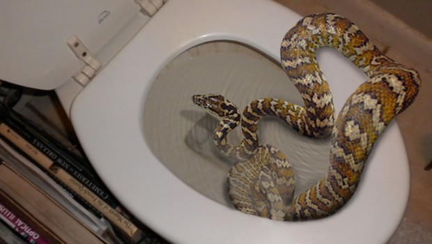 Un-serpent-lui-mord-la-cuisse-alors-qu%E2%80%99elle-est-aux-toilettes-620x350.jpg