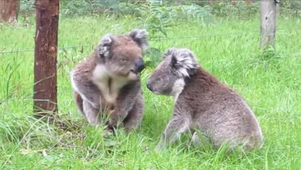 Une-dispute-entre-deux-koalas-620x350.jpg