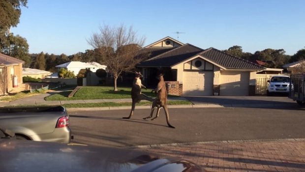 Une-bagarre-entre-deux-kangourous-film%C3%A9e-dans-une-rue-de-Perth-620x350.jpg
