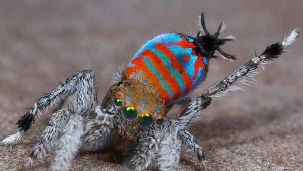 Limpressionnante-parade-nuptiale-de-laraign%C3%A9e-Maratus-620x350.jpg