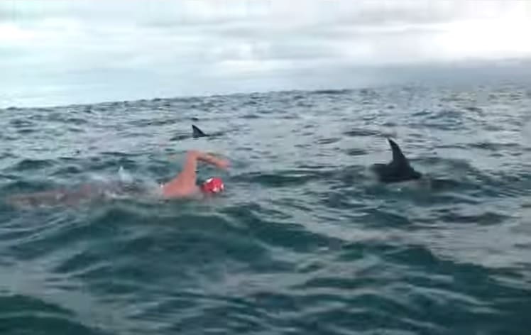 Un nageur escorté par des dauphins qui le protègent d’un requin
