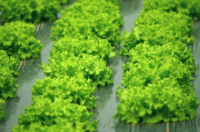Des salades et des épinards fabriqués en usine au Japon