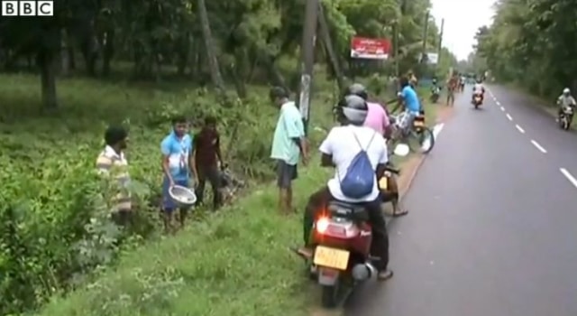 Une pluie de poissons après une tempête au Sri Lanka