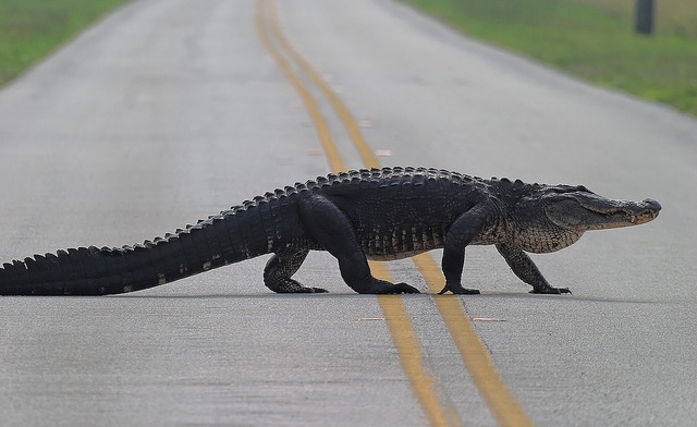 Un alligator met fin à une course poursuite entre un voleur et la police