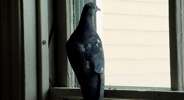 Un partiel reporté à cause de pigeons dans la salle d’examen