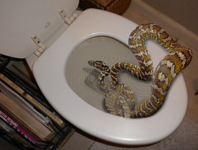 Un serpent lui mord la cuisse alors qu’elle est aux toilettes