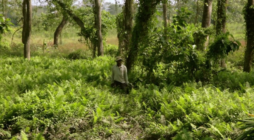 À lui tout seul il a planté une forêt grande d’environ 550 hectares