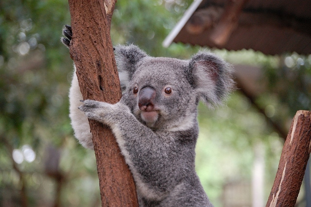 Un koala survit à un voyage accroché à l’arrière d’une voiture