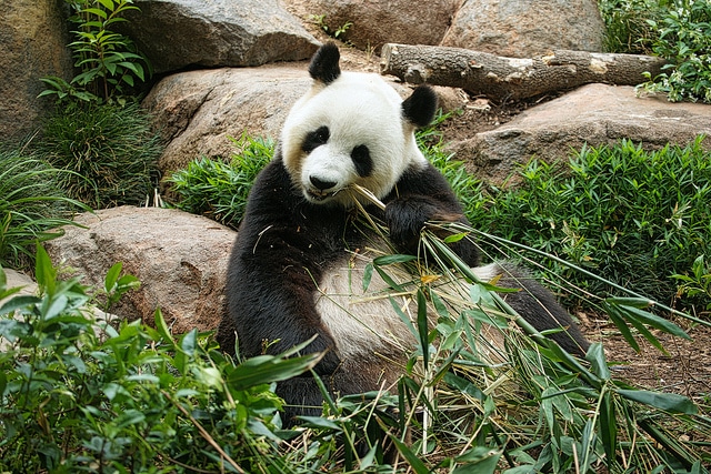 Une femelle panda simule une gestation pour avoir plus à manger