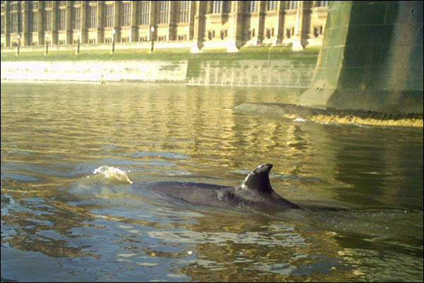 Une baleine dans la Tamise