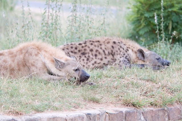 Un zoo essayait d’accoupler deux hyènes mâles depuis quatre ans