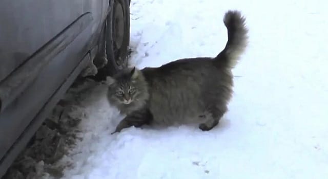 Un chat errant sauve un bébé abandonné près d'un vide-ordures en Russie