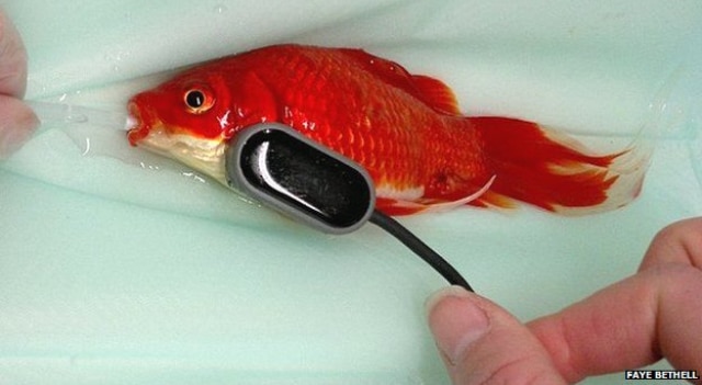 Une opération à 300 £ pour sauver un poisson rouge constipé