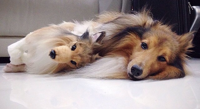 chien en peluche realiste