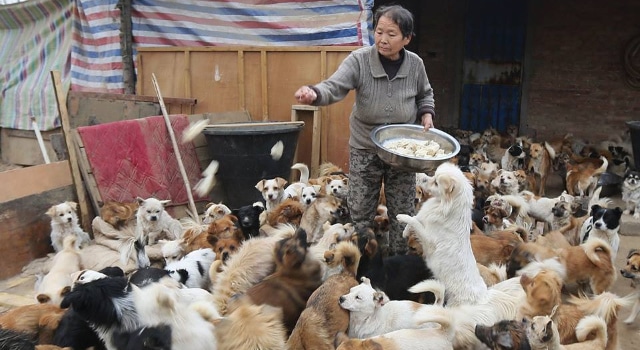 Ces cinq retraitées nourrissent à elles seules et chaque jour 1300 chiens