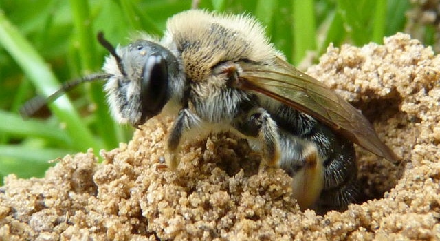 Des abeilles attaquent les passagers d’un bus après que l’un d’entre eux urine sur leur nid