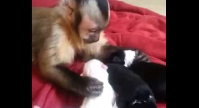 Quand un singe cajole des chiots, cela donne l’une des vidéos les plus mignonnes du net