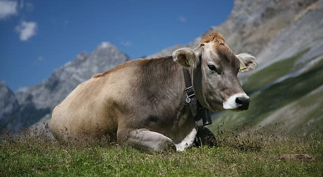 Un nouveau radar de l’armée suisse ne différencie pas les avions ennemis des vaches
