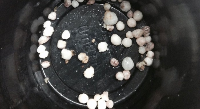 Elle trouve 51 perles dans son plat d’huîtres frites