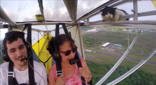 chat sur une aile baptême de l'air ULM en Guyane