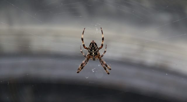 Elle se jette hors de sa voiture à cause d’une araignée sur son épaule