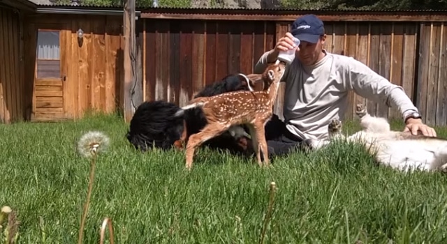 Il soigne et sauve un bébé faon blessé et abandonné à la naissance