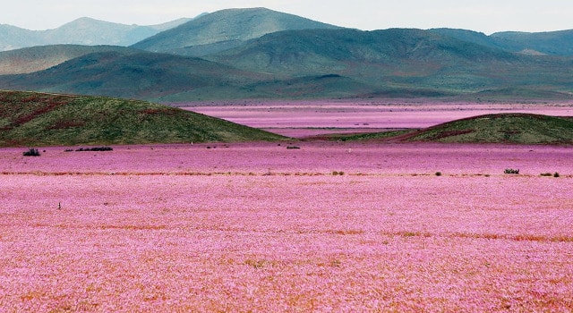 Quand le désert d’Atacama au Chili se transforme en splendide « désert fleuri »