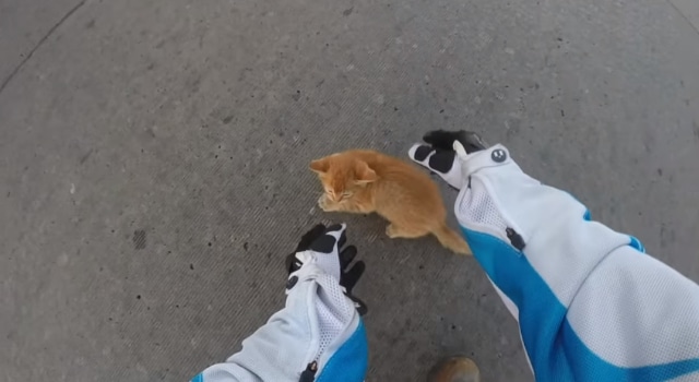 Une motarde sauve un chaton risquant sa vie au milieu d’un carrefour routier