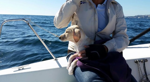 Un chiot sauvé de la noyade par des touristes voguant sur un voilier