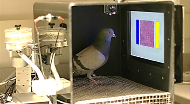 Des pigeons capables de détecter des cellules cancéreuses malignes ou bénignes