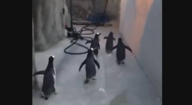 Quand des pingouins essaient de s’évader du zoo