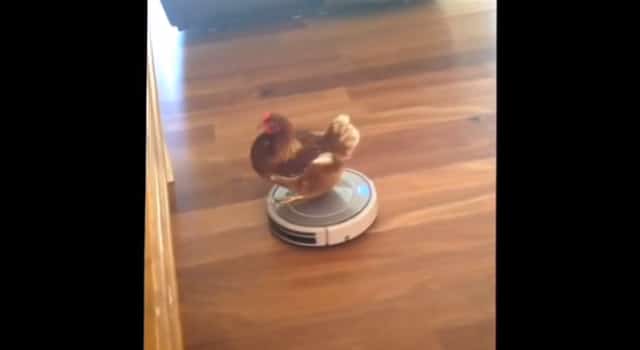 Une poule domestique s’amuse seule avec un aspirateur robot