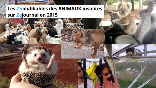 Les Zinoubliables des ANIMAUX insolites en 2015