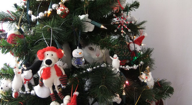 Un chat disparu depuis 7 ans rentre « chez lui » le jour de Noël