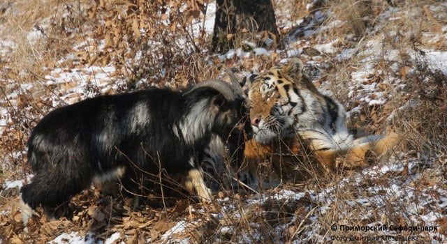 Un tigre et une chèvre se lient d’amitié dans un parc safari