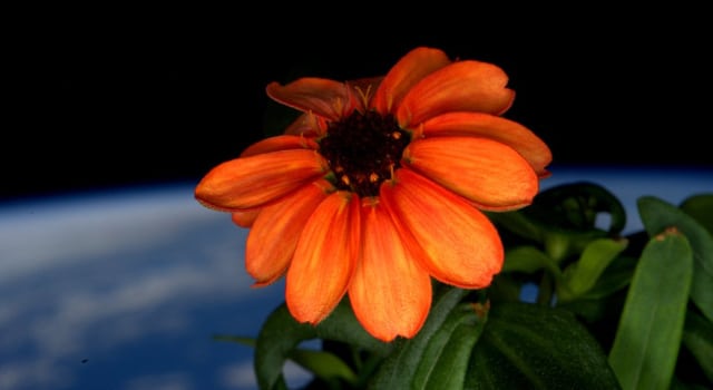 Ce zinnia est la toute première fleur de l’espace à éclore