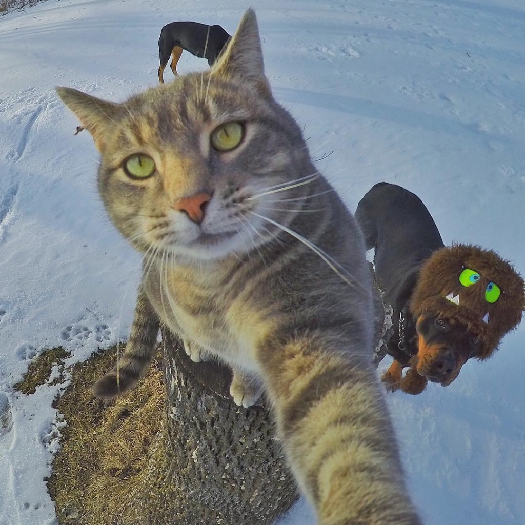 Manny le chat pro des selfies 