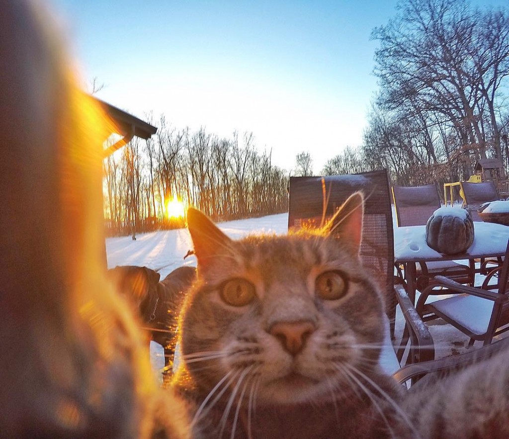 Manny chat faisant des selfies 2