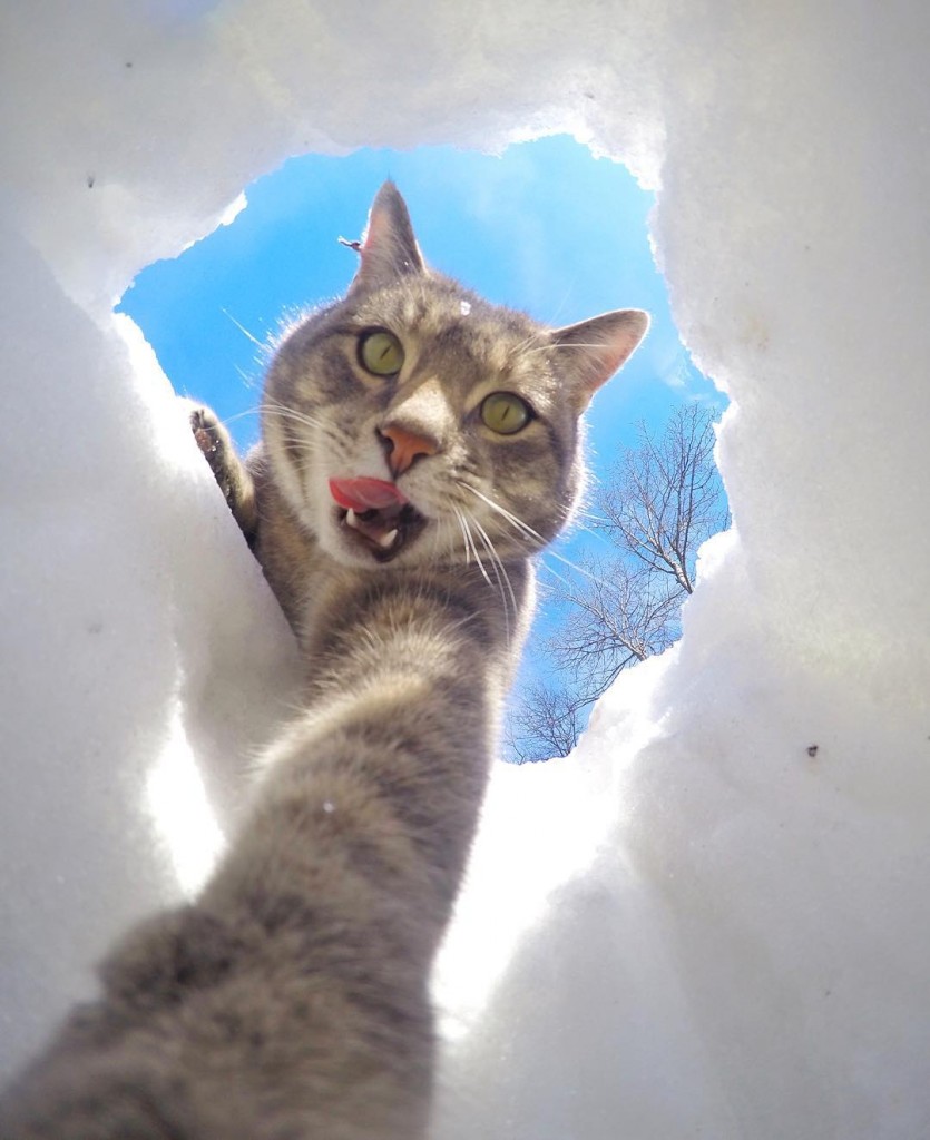 Manny chat accroc aux selfies