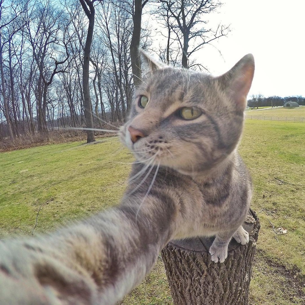 Manny chat prend des selfies duckface