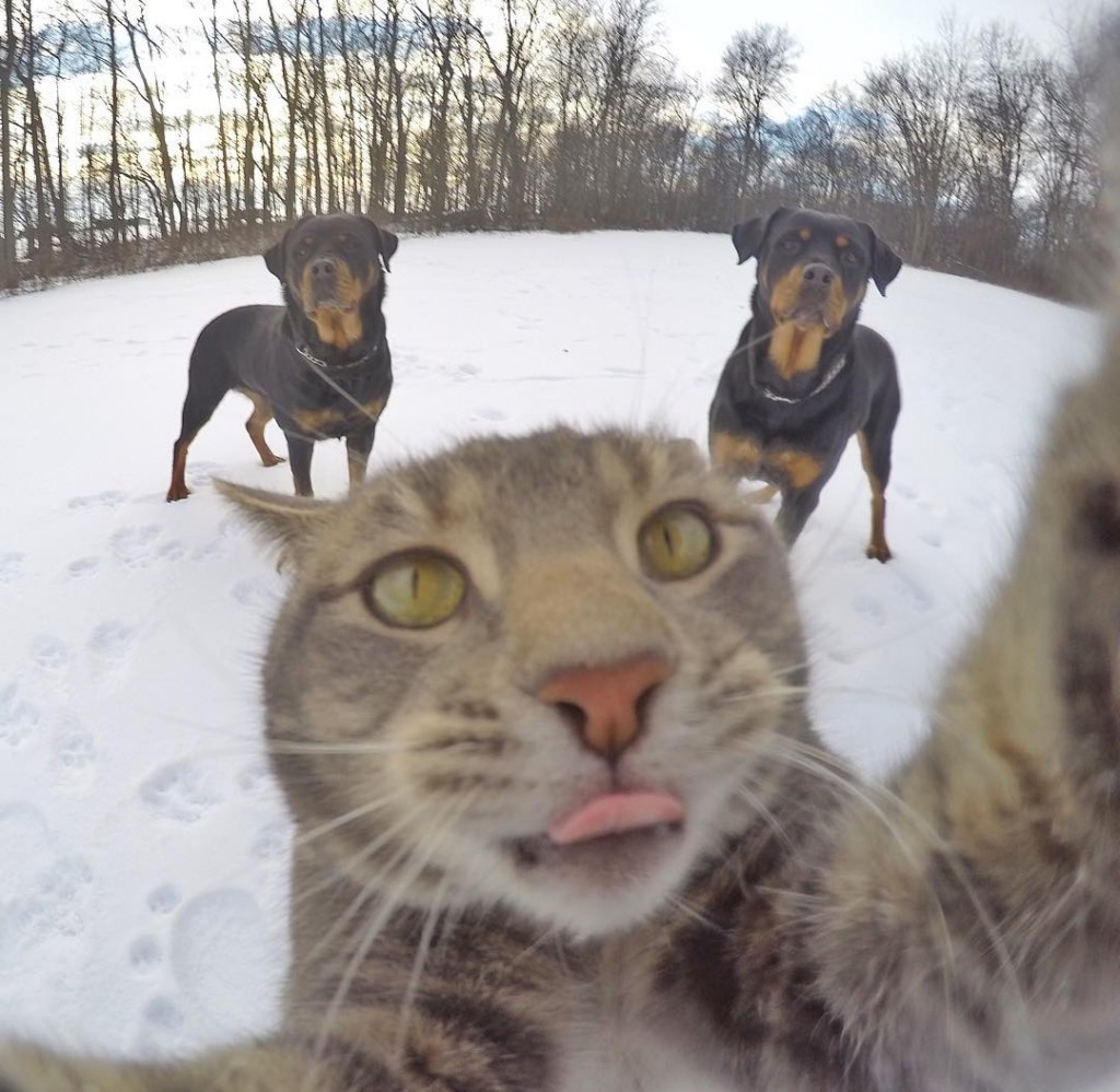 Manny chat pro des selfies avec des chiens