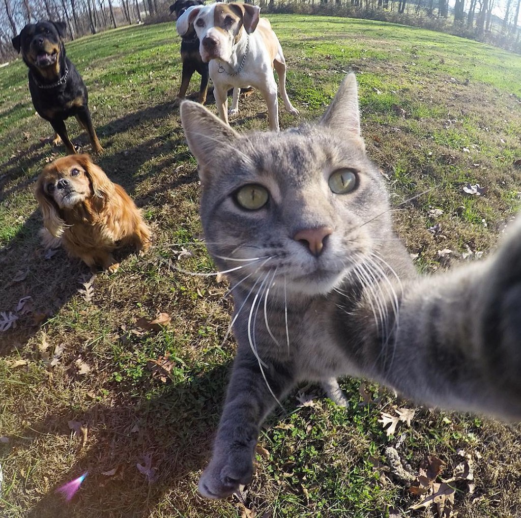 Manny est le chat pro des selfies 