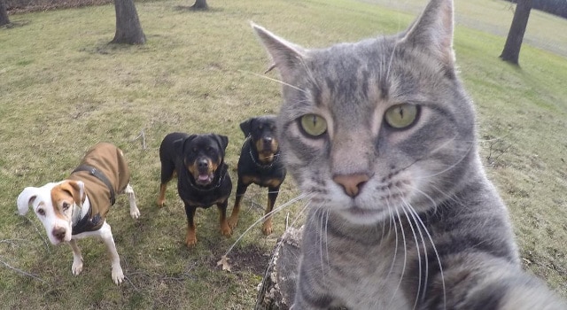 Manny le chat devenu pro des selfies