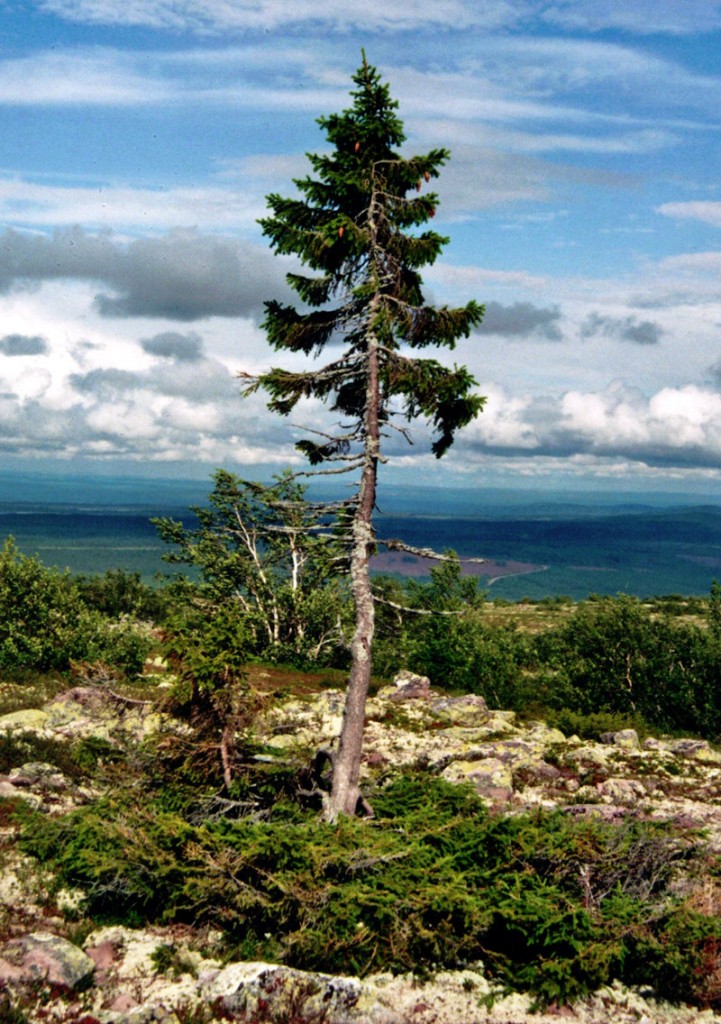 plus vieil arbre du monde