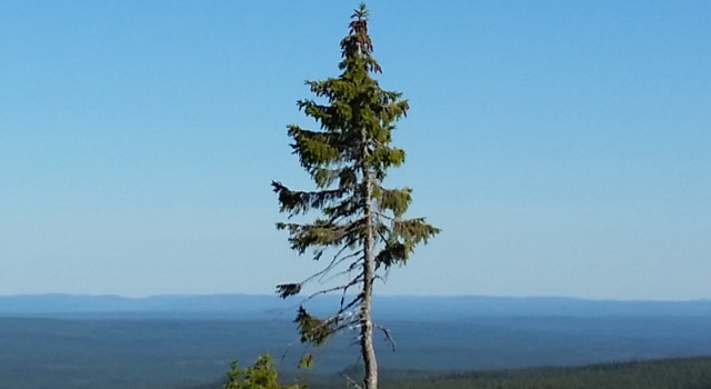 Le vieux Tjikko est le plus vieil arbre clonal au monde