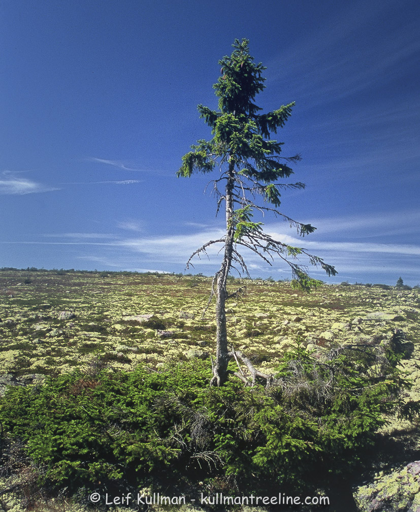 Vieux Tjikko - plus vieil arbre du monde en Suède
