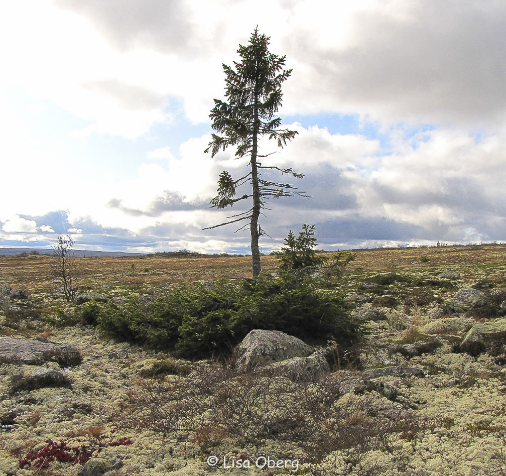 Vieux Tjikko - plus vieil arbre du monde