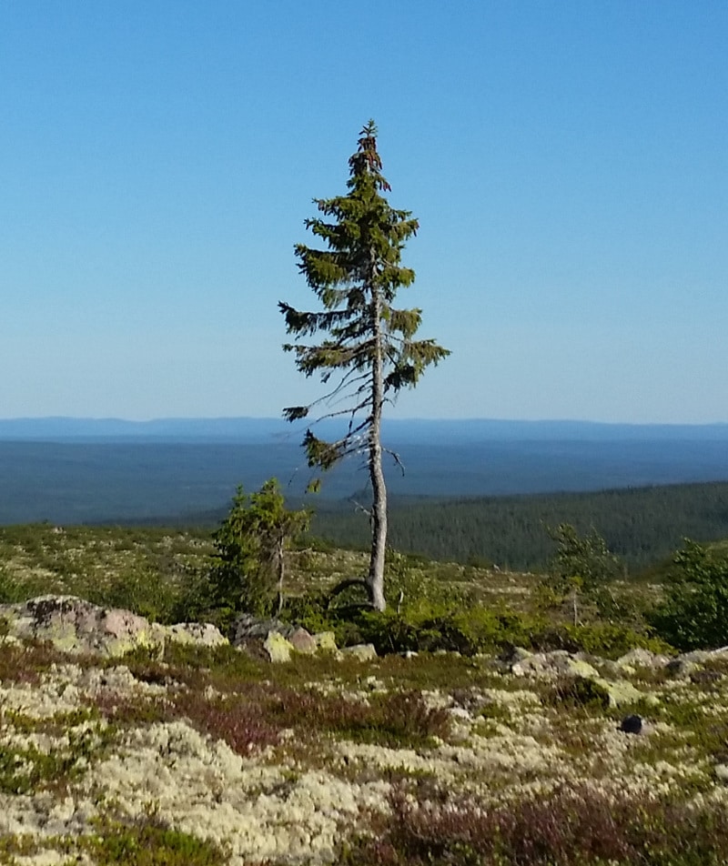 Plus vieil du arbre en août 2015