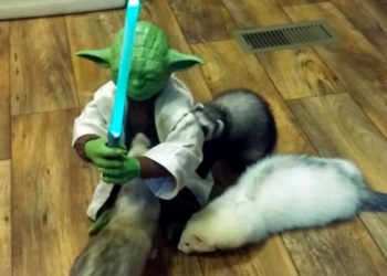 Yoda avec des furets