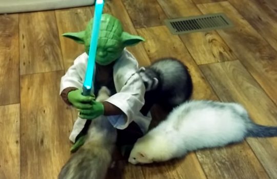 Yoda avec des furets